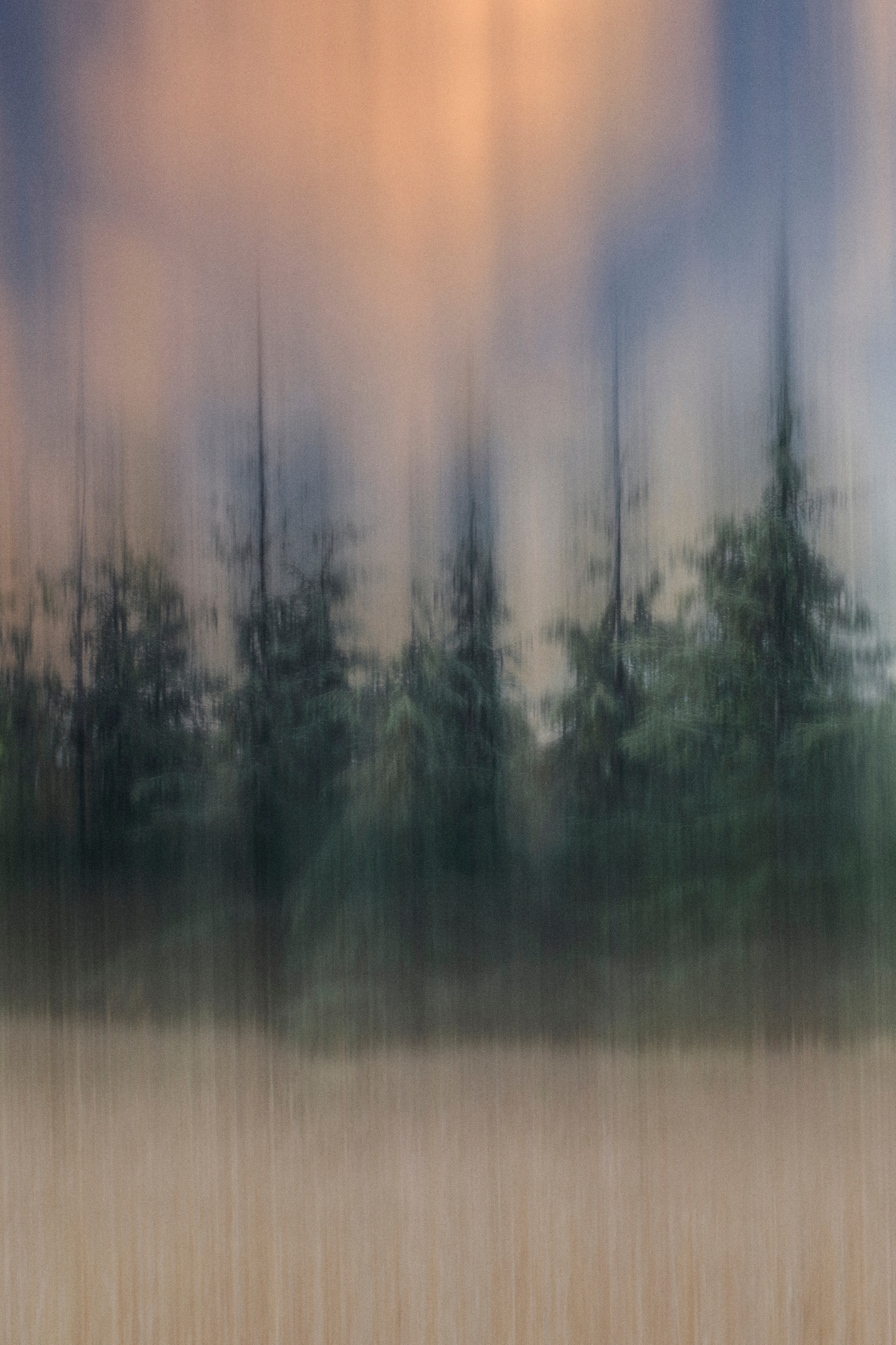 Blurry Trees in the Forest